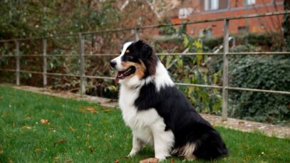 prednisolona para cachorro