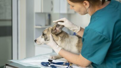 medicina veterinária