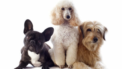 Mercado pet na China