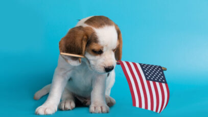 maiores pet shops dos Estados Unidos