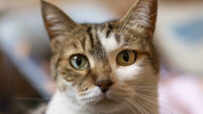 Orelhas dos gatos: entenda o que eles estão sentindo