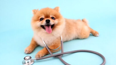 planos de saúde para pet