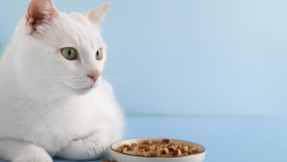 Por que meu gato come o tempo todo?