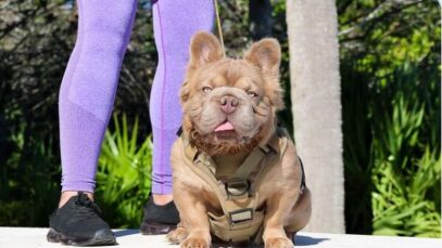 Conheça o cachorro mais valioso do mundo