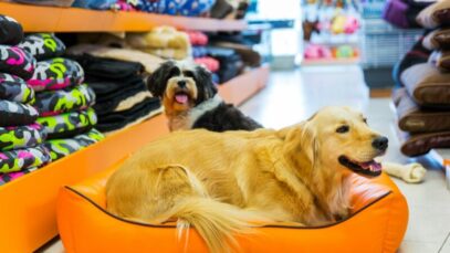 Estado cria iniciativa para alavancar negócios no setor pet