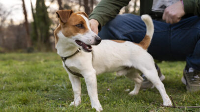 Pet shop tem visitas privadas para cães agitados