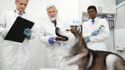 estudos clínicos veterinários