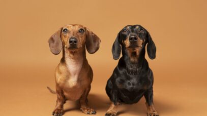 Cão salsicha pode ser banido na Alemanha