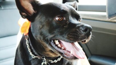 Como prevenir que os cães ataquem pessoas