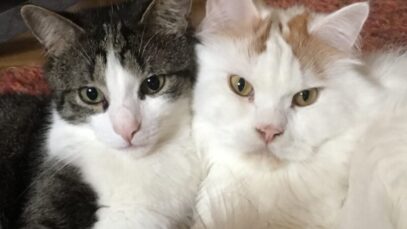 identificação de gatos castrados