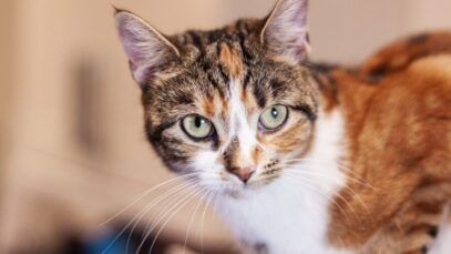 Afinal, por que os gatos ronronam?