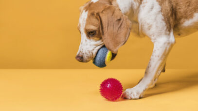 Cães entendem significado de objetos, diz estudo