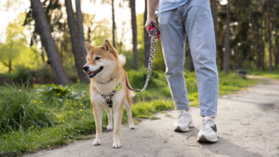 O que é dog walker