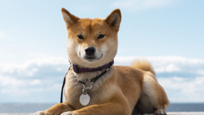 Cães que quase não latem: Shiba inu é uma raça silenciosa