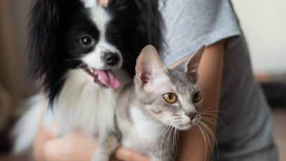 Como adotar cães e gatos em SP