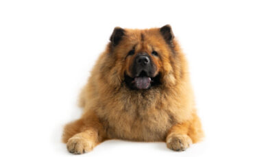 As raças que mais demandam gastos com saúde