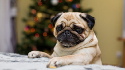 cães braquicefálicos