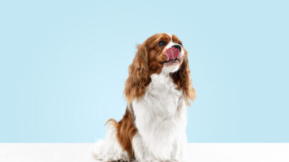 As raças de cães proibidas ao redor do mundo