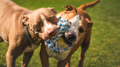 Cães potencialmente perigosos