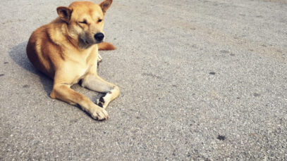 Abril é o mês de prevenção contra a crueldade animal