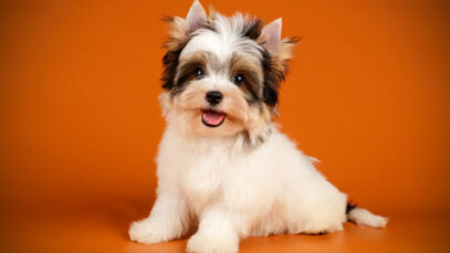 cães que não crescem