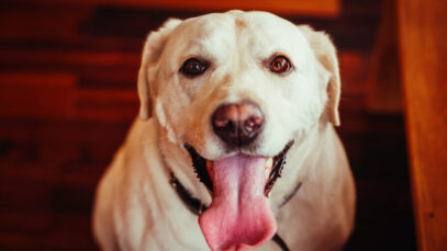 CÃES LAMBEM OS TUTORES