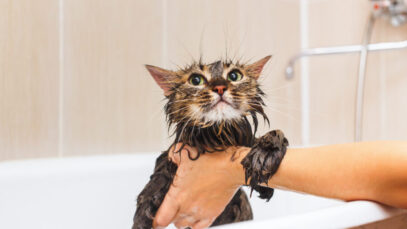 Gato pode tomar banho?