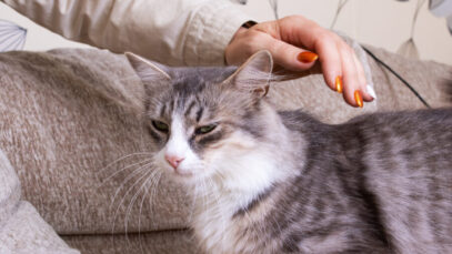 Cortar as unhas do gato