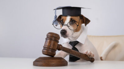 delegacias especializadas em proteção animal