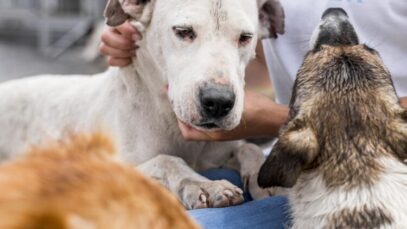 Animais em abrigos