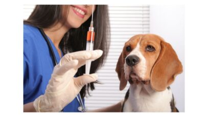 Vacinação de cachorros