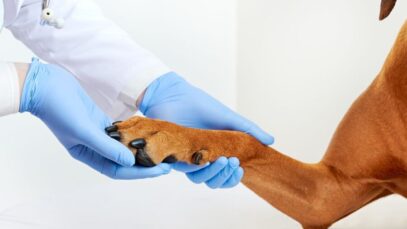 dores articulares nos pets