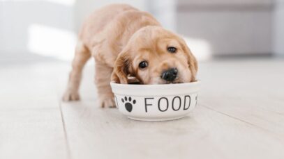 Canadá libera exportações de indústrias de pet food do Brasil