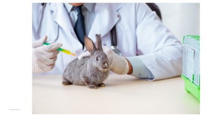 coelhos de estimação