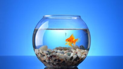 Doenças mais comuns nos peixes