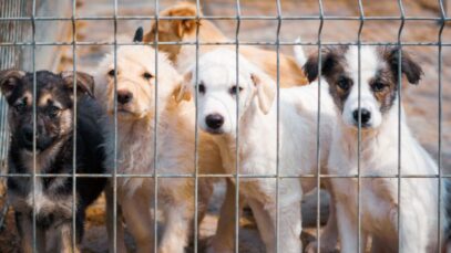 São Paulo sanciona lei que regulamenta venda de pets