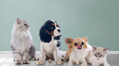 População de pets cresce mais de 5 milhões no Brasil