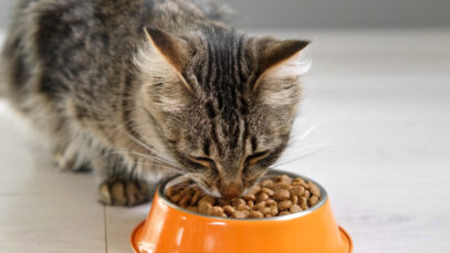 alimentos proibidos para os gatos
