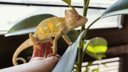 camaleão como animal de estimação