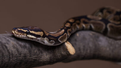 Terrário para cobras