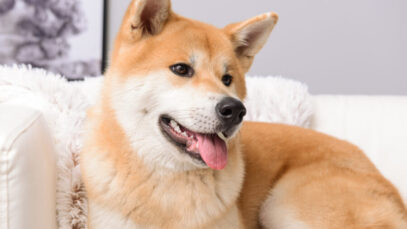 cães mais bonitos do mundo