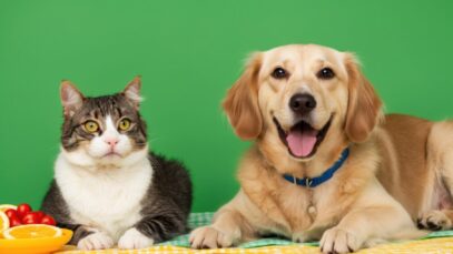 leishmaniose em pets