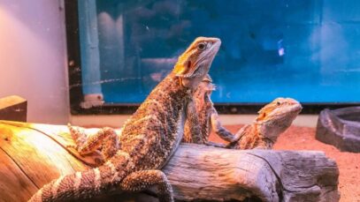 Dia Mundial do Lagarto