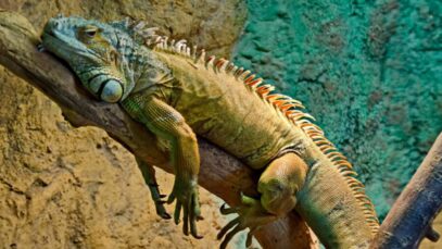 iguana