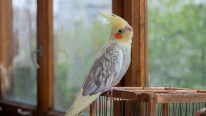 mercado pet brasileiro