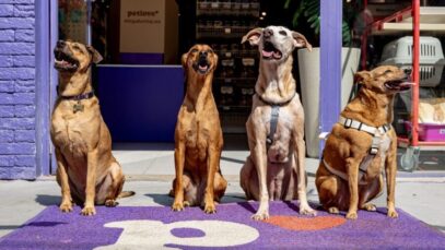 pets sem raça definida