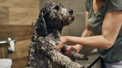 Salário de banhistas de pets tem média de R$ 1.595 no Brasil