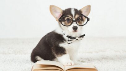 cachorro inteligente