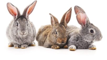 dia internacional do coelho