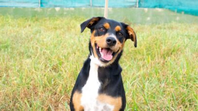 Mercado de trabalho para criador de pets tem queda de 83%